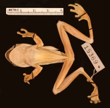 Media type: image;   Herpetology A-15369